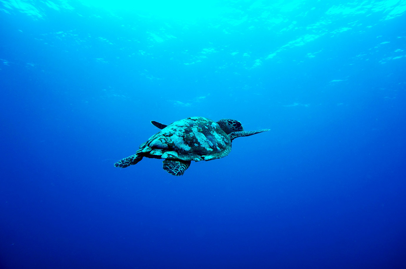 Turtle swiming in Turtle Point, Gili Trawangan