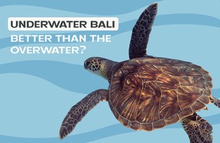 Preview of Snorkeling in Bali