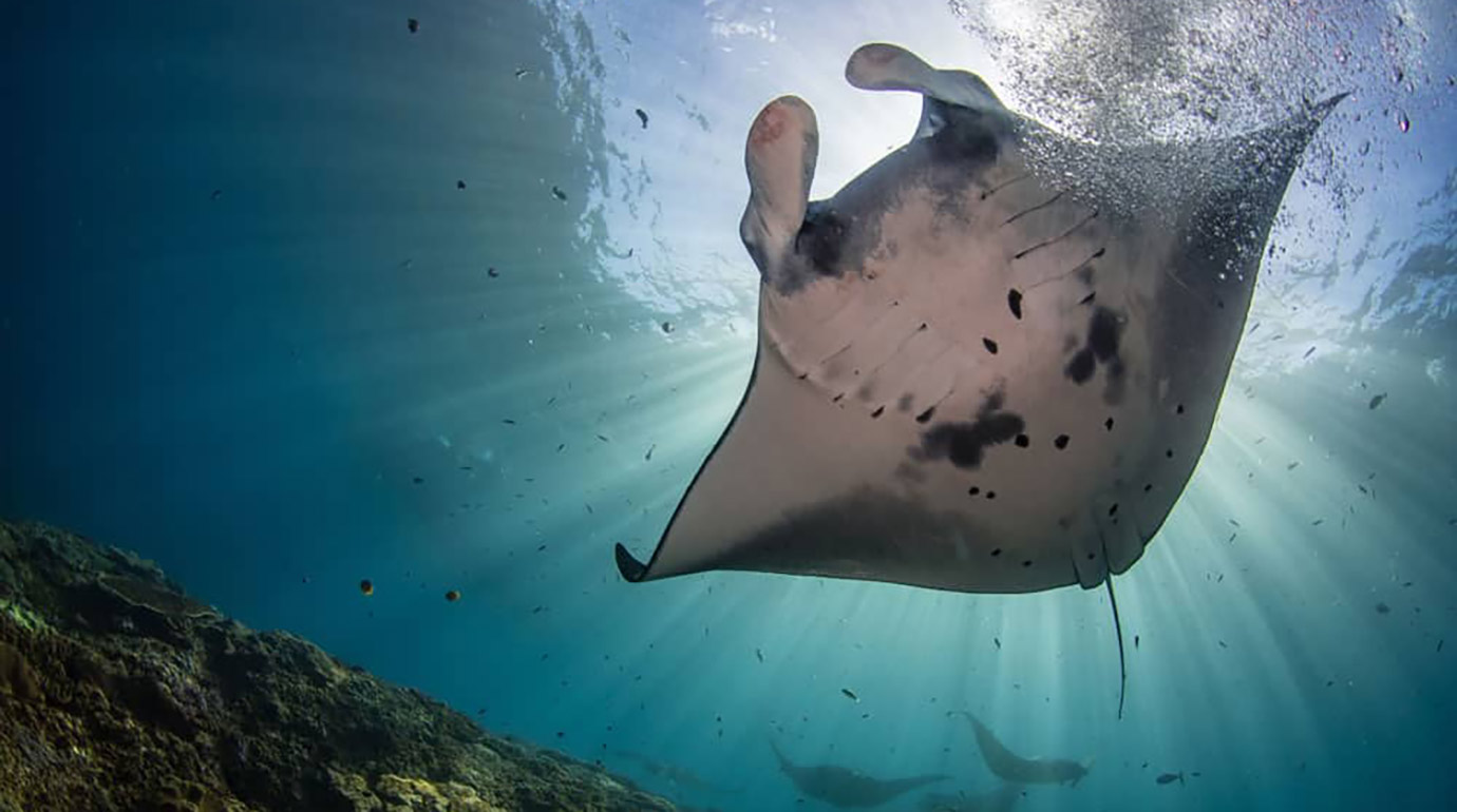 Manta Ray from Manta Ray point in Nusa Penida