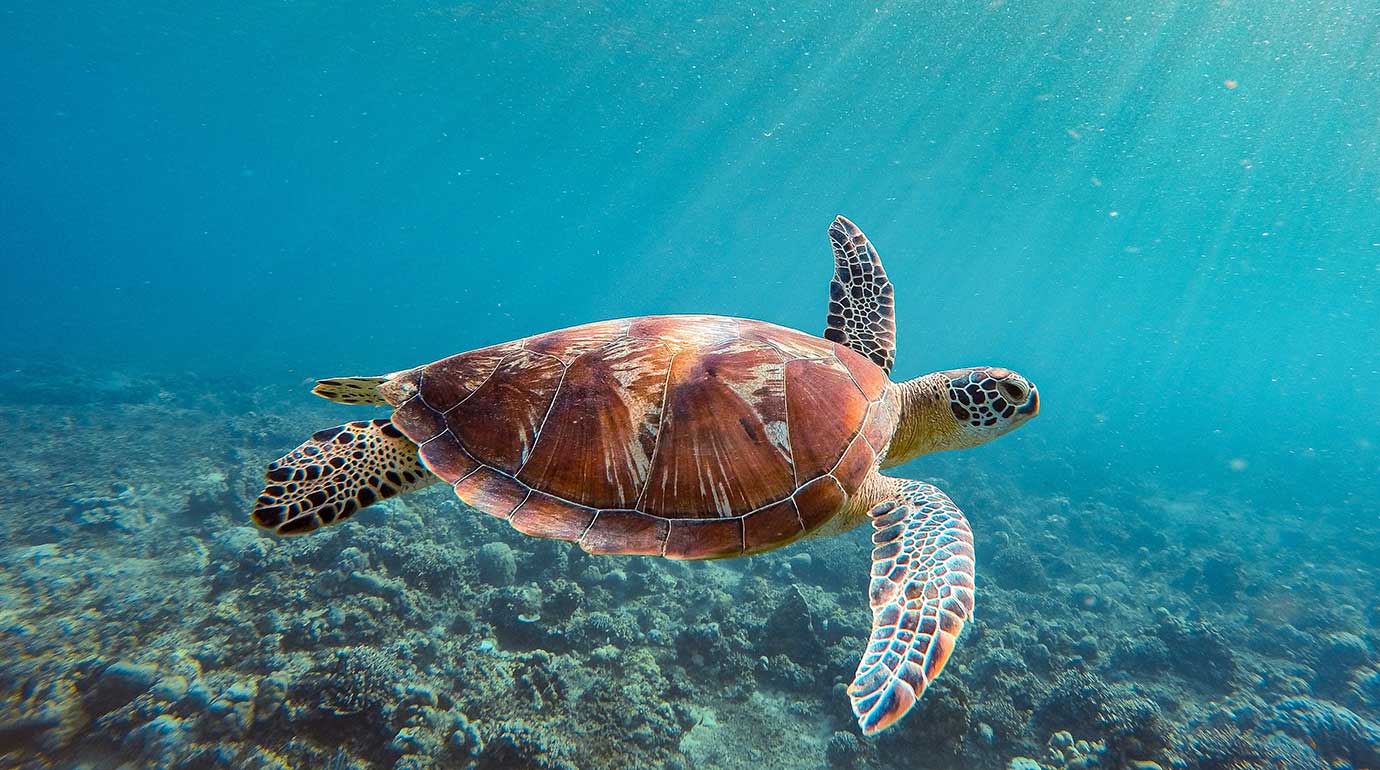Turtles under the waters near Menjangan Island
