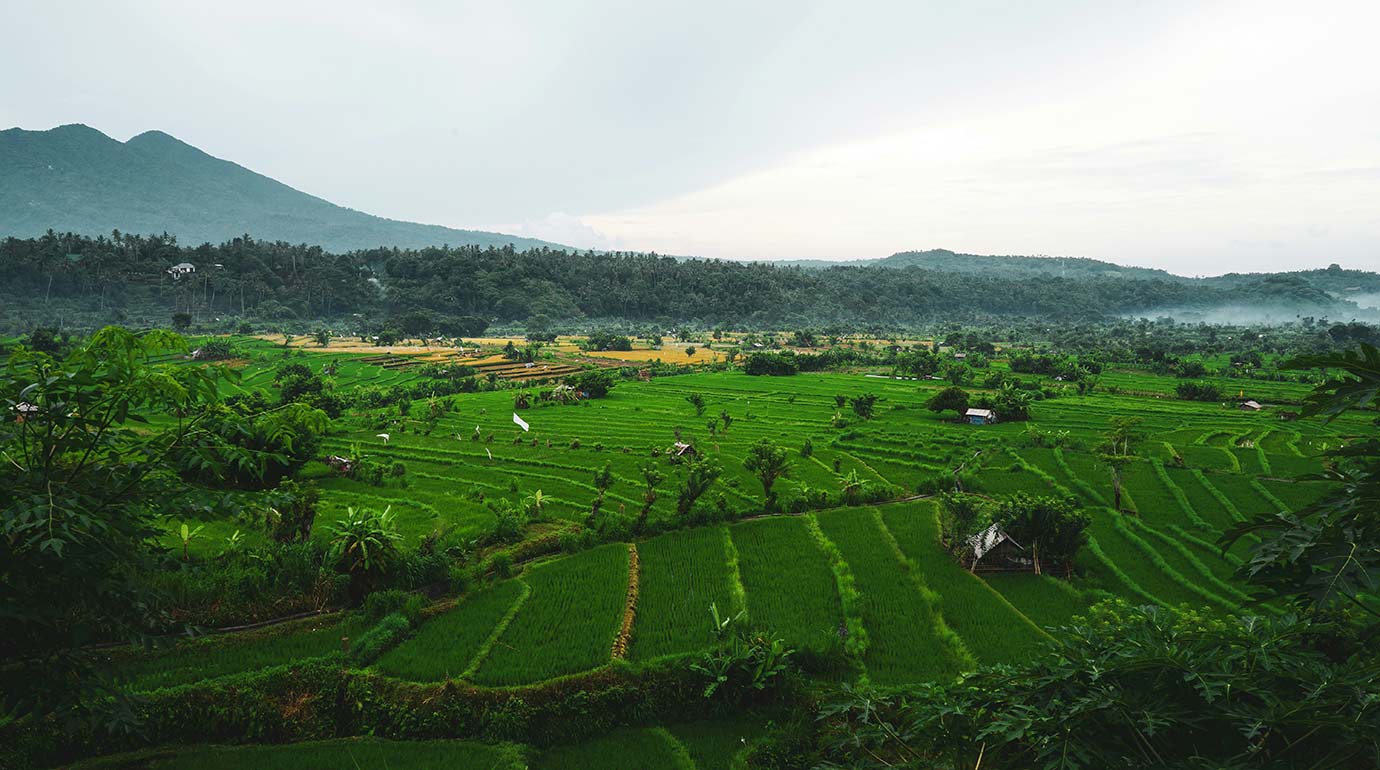 Jatiluwih Rice Terrace in Bali