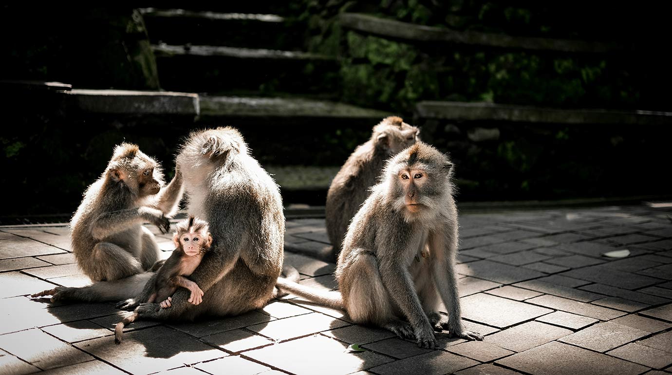 Sacred Monkey Forest in Ubud