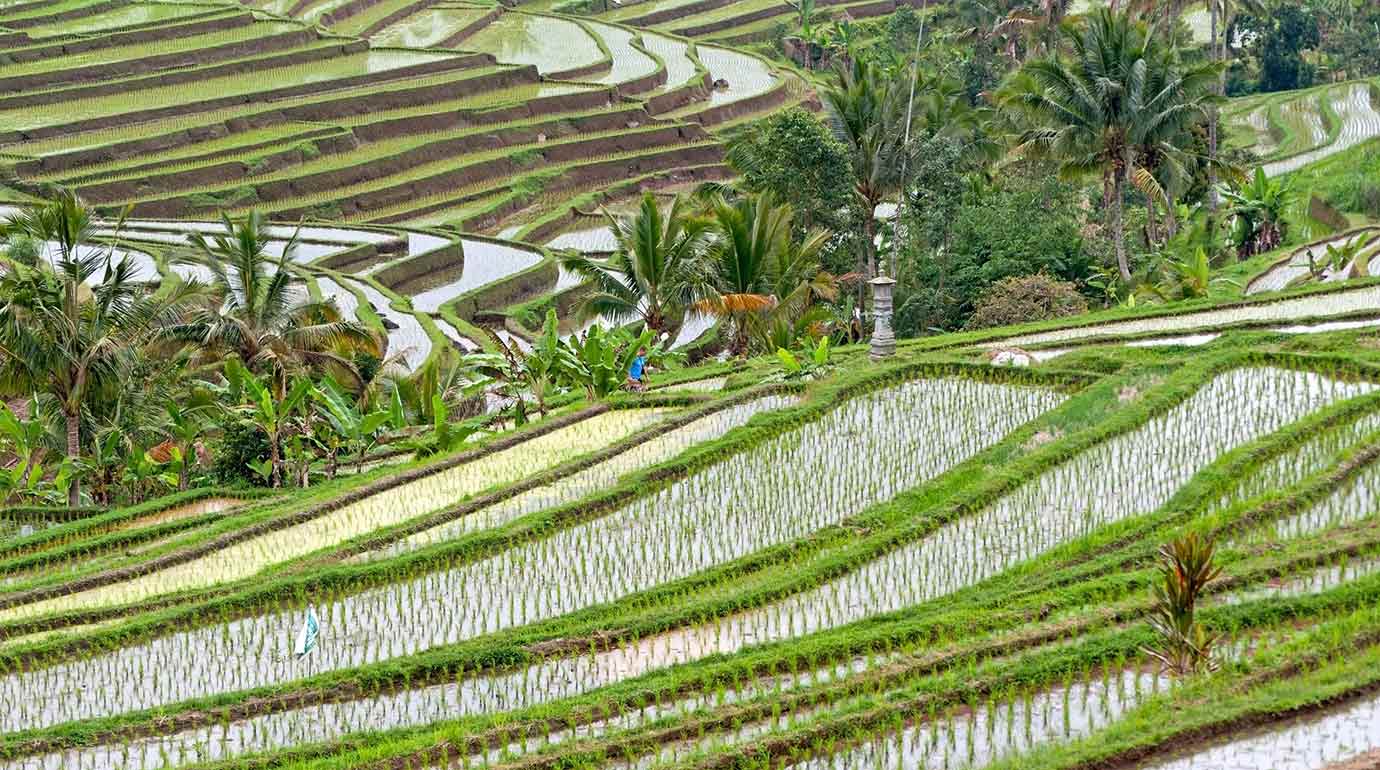Rice Terraces after the rain in Ubud, Bali