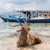 Square preview of West Bali National Park Tour