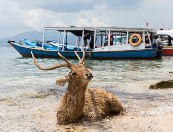 Preview of West Bali National Park Tour