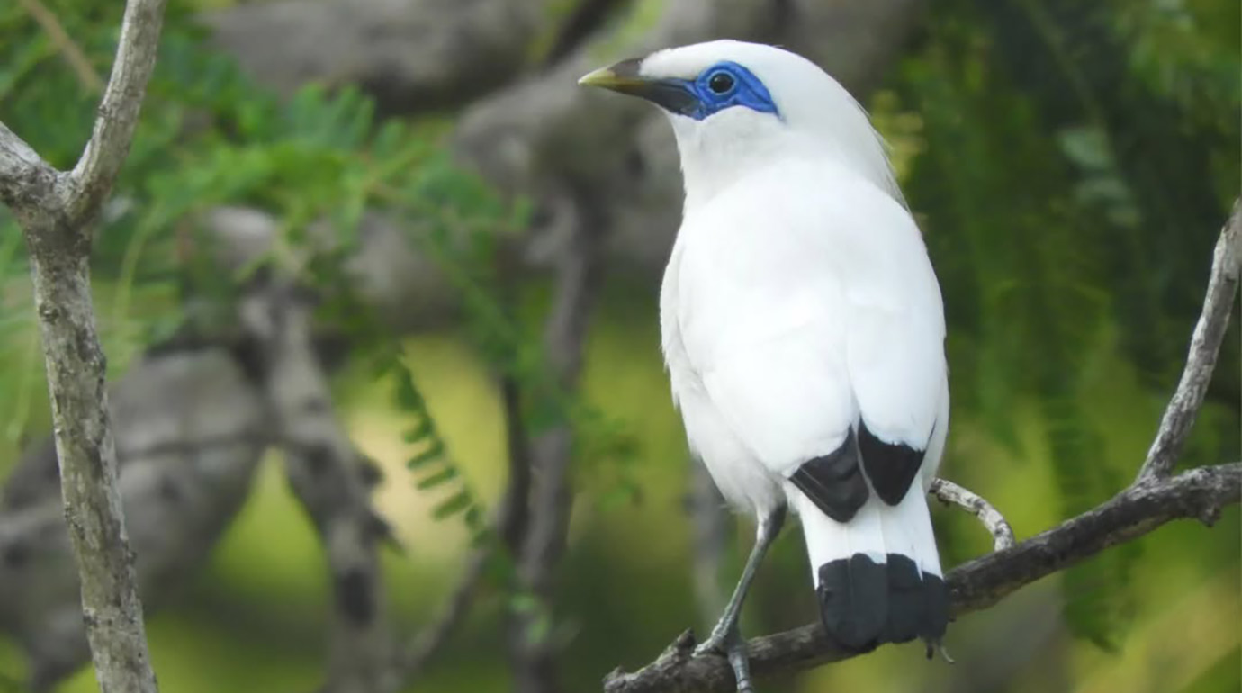 Bird from West Bali National Park