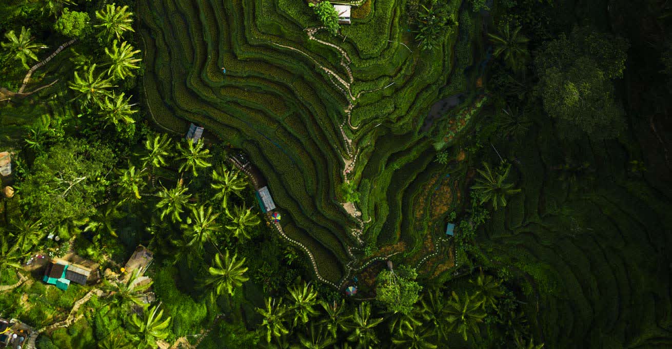 Forest and the rice fields - one of the Best places to visit in Ubud