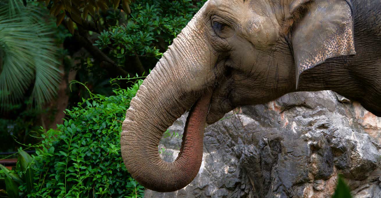The head of elephant in Bakas Elephant Safari