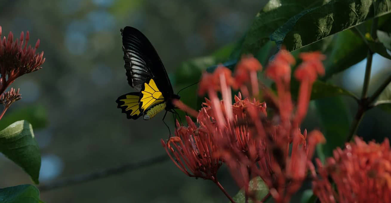 Black-yellow butterfly from Bali Butterfly Park