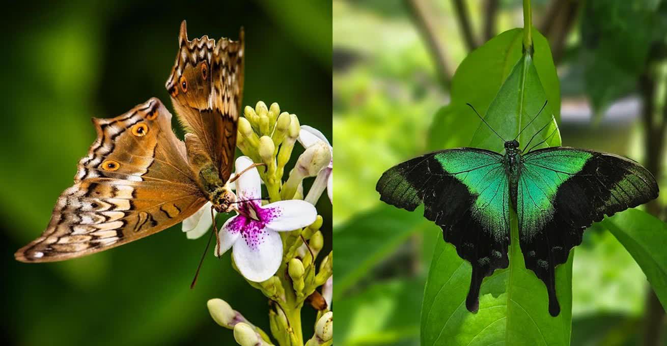 Different beautiful butterflies in Kemenuh Butterfly Park
