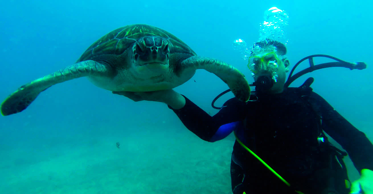 The diver are meeting a turtle in the deep ocean near Menjangan Island