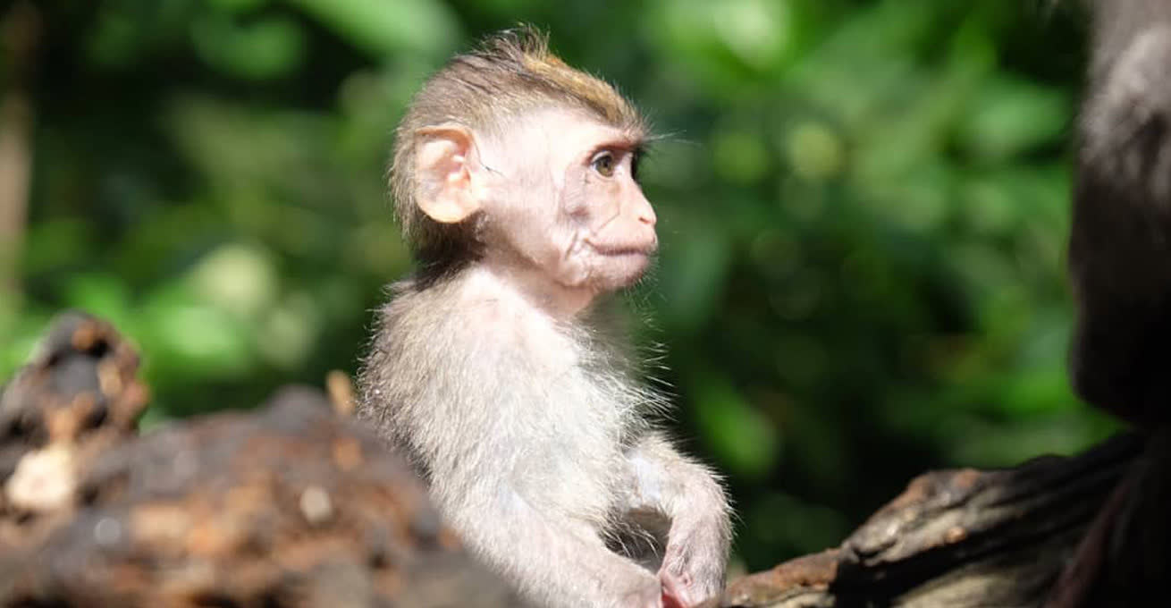 Little curious monkey in Monkey Forest Ubud