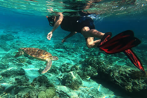 Preview of the Snorkelling in Bali