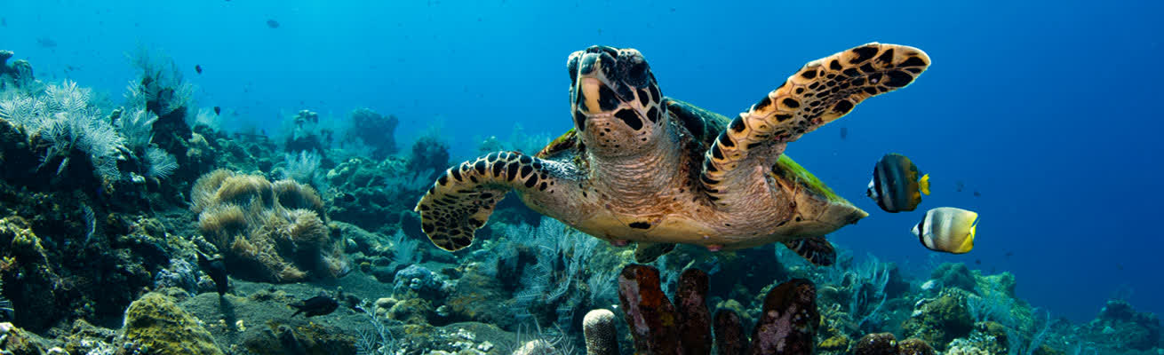Snorkeling in Bali in the depth with turtles and fish