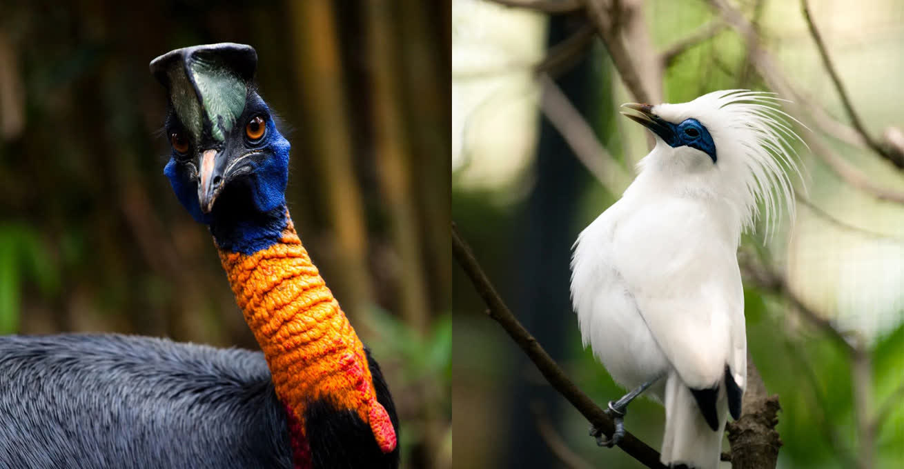 Big and little colorful birds at The Bali Bird Park