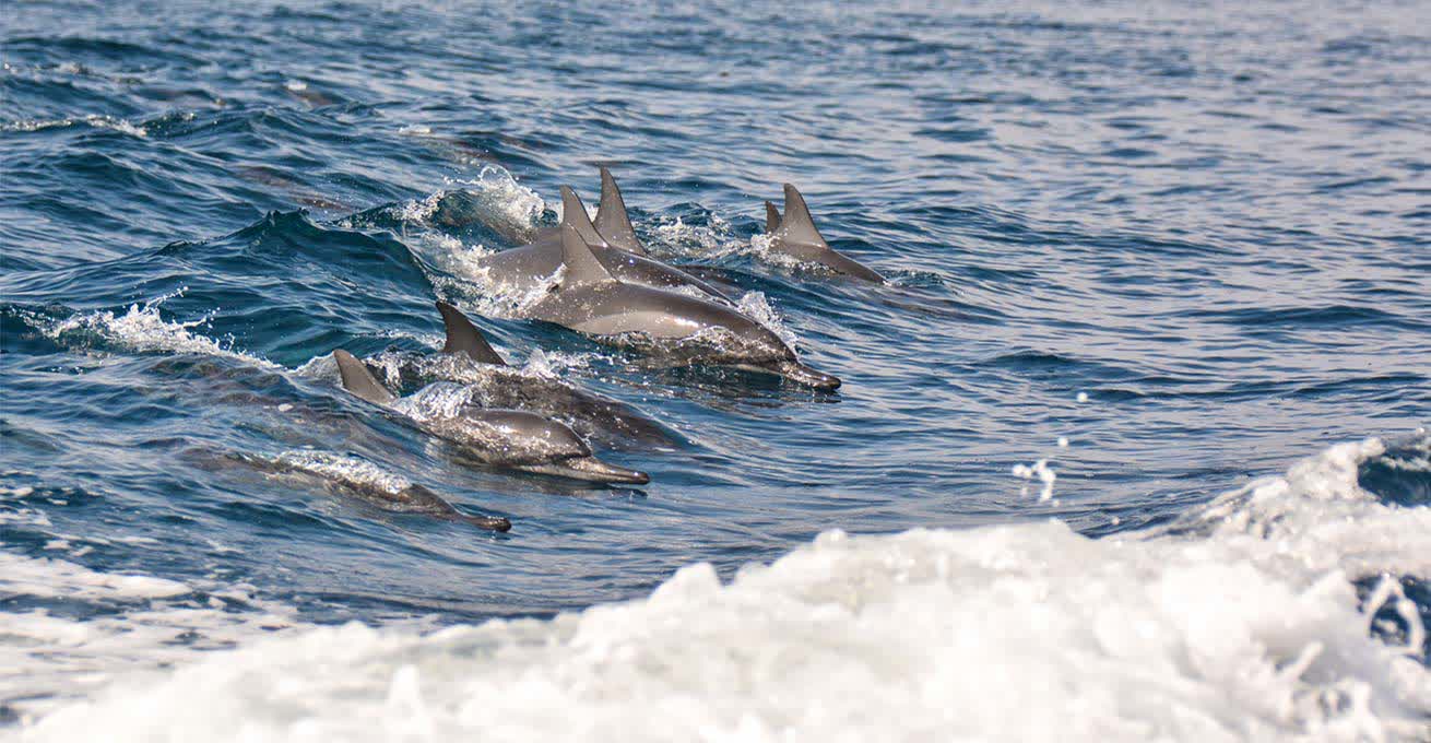 Dolphins in the ocean at Lovina Beach